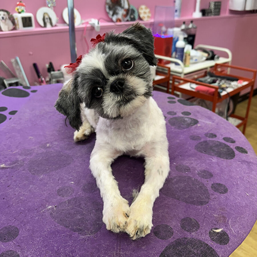 After: a neatly trimmed shih tzu