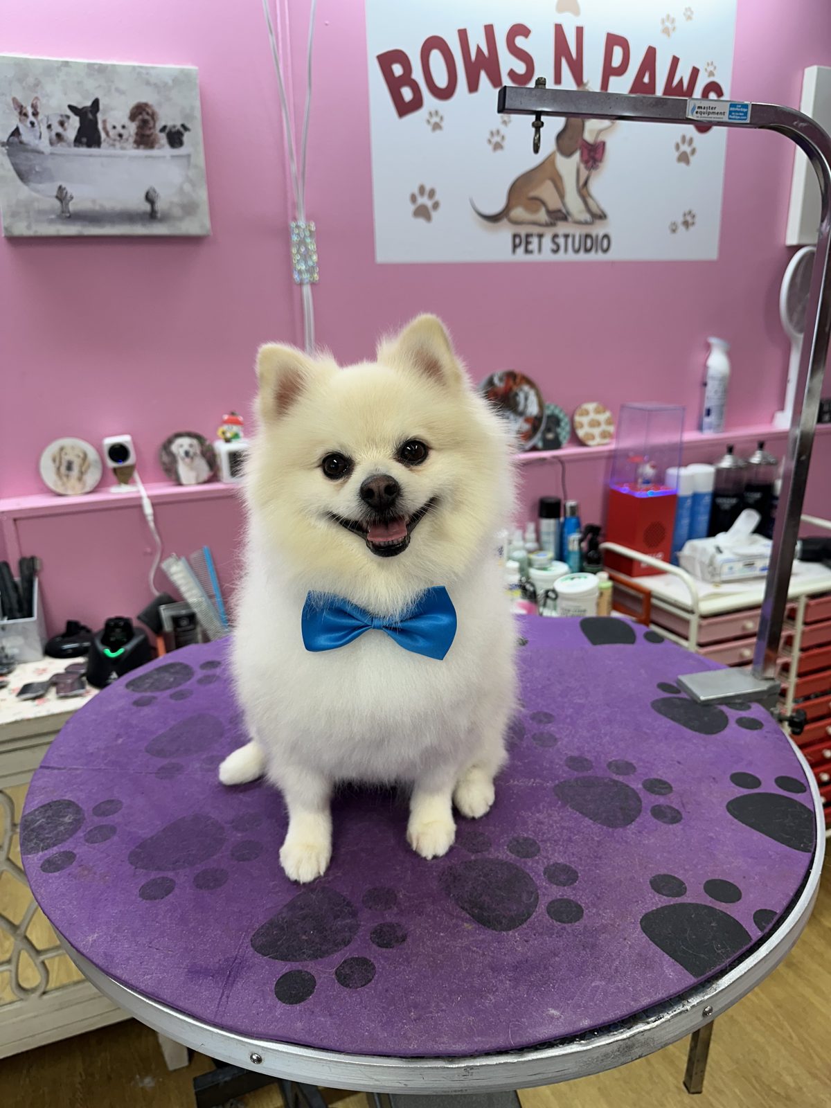 A white pomeranian in a blue bow tie, fresh off the grooming table at Bows N Paws
