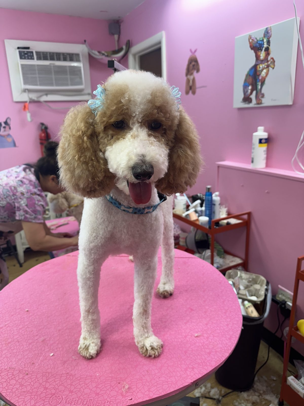 A freshly groomed apricot poodle standing on the pink grooming table, tongue out