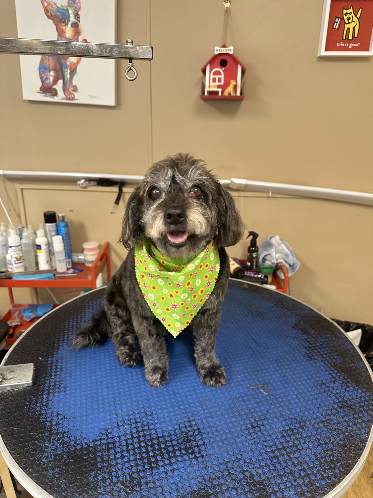 A grey terrier mix in a lime green bandana